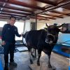 Pegadaian Hadir untuk Negeri, Salurkan Bantuan Qurban di Kepulauan Sangkarrang