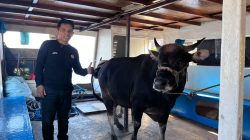 Pegadaian Hadir untuk Negeri, Salurkan Bantuan Qurban di Kepulauan Sangkarrang