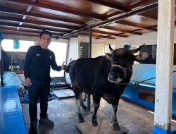 Pegadaian Hadir untuk Negeri, Salurkan Bantuan Qurban di Kepulauan Sangkarrang