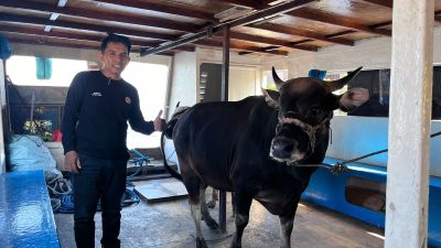 Pegadaian Hadir untuk Negeri, Salurkan Bantuan Qurban di Kepulauan Sangkarrang